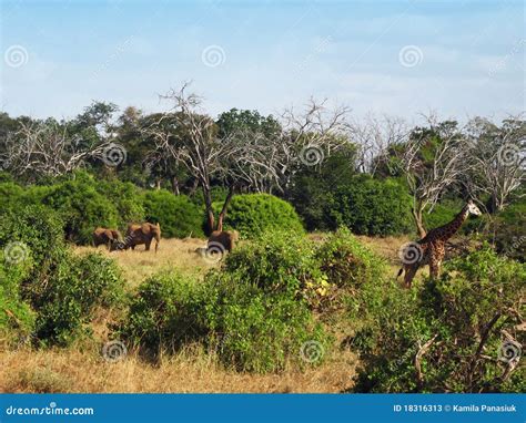 Animals on the savannah stock image. Image of grass, giraffe - 18316313