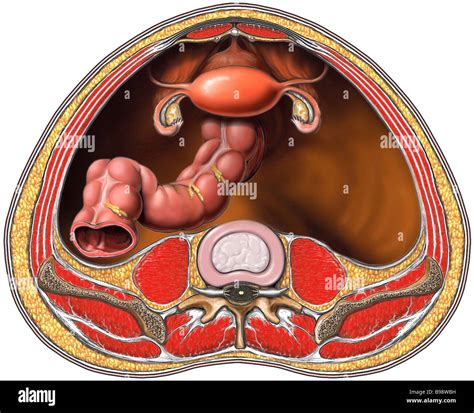 Anatomy Female Abdomen Pelvis Fotografías E Imágenes De Alta Resolución Alamy