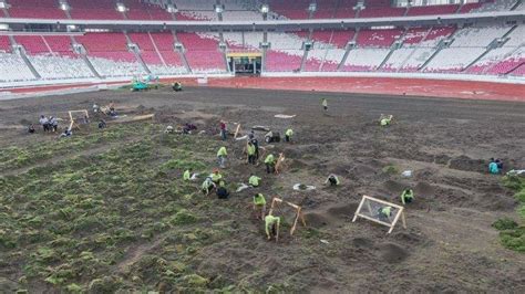 Soal Rumput SUGBK Menpora Dito Segera Temukan Pola Perawatan Yang