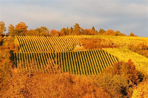 Rems Murr Kreis Muss der Weinbau wirklich sterben Oder rudert Brüssel