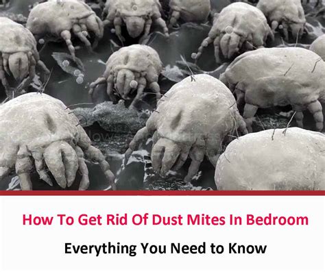 Dust Mites Be Gone: 5 Simple Steps To A Mite-Free Haven