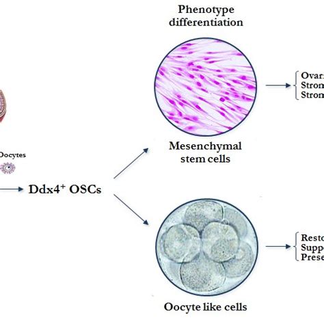 Ddx Oogonial Stem Cells Oscs Representative Image Depicts The