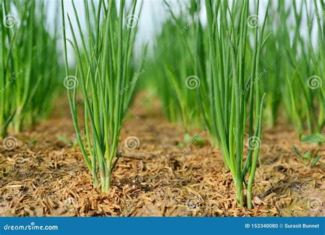 Onion Trees Are Growing Stock Photo Image Of Natural 153340080