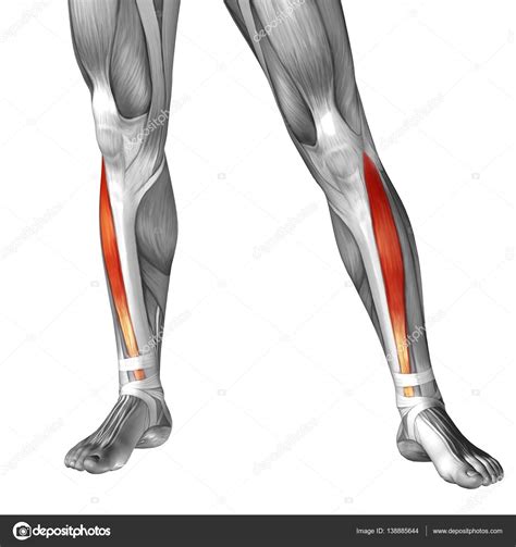 Human Lower Leg Anatomy Stock Photo Design