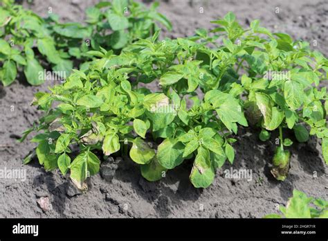 Potato Plants Heavily Infested By Potato Blackleg Disease Caused By Pathogens Bacteria