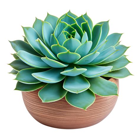 Ai Generated Succulent Plant Clip Art Png