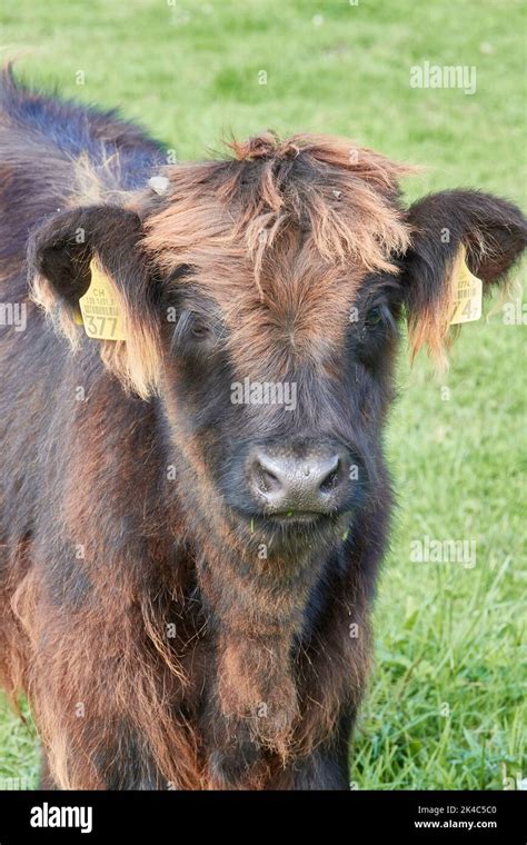 A Dark Brown Scottish Highland Cattle On The Meadow Stock Photo Alamy