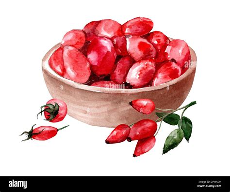 Bowl Of Rose Hips Watercolor Hand Drawn Illustration Stock Photo Alamy