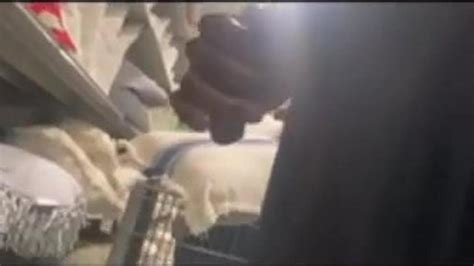 Cumshot Flash Bbw Ebony Tnaflix