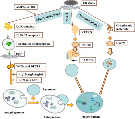 The Detailed Mechanisms Of Macroautophagy Chaperonemediated Autophagy