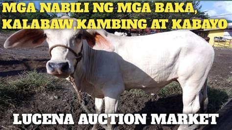 Update Ng Mga Nabiling Baka Kalabaw At Kabayo Dito Sa Lucena Auction