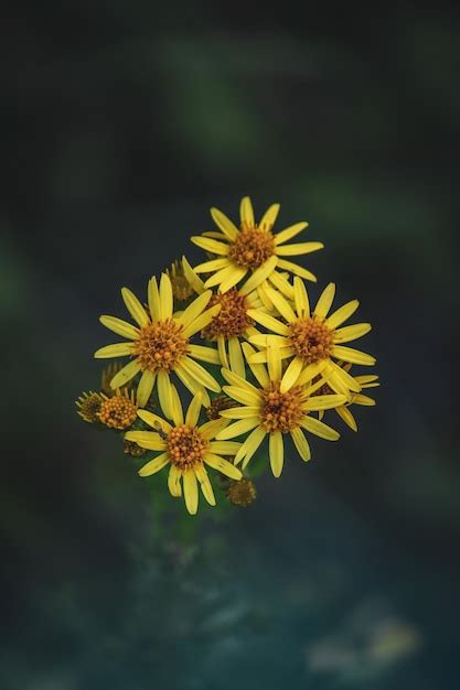 Una Flor Amarilla Con Un Fondo Negro Foto Premium