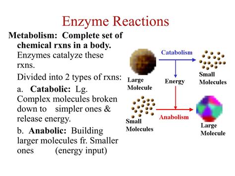 Enzymes Are Chemical Catalysts