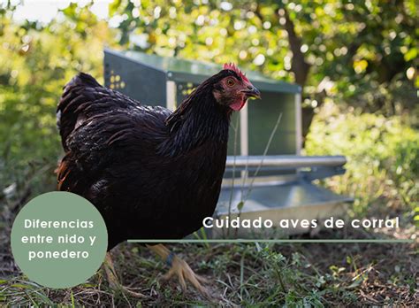 Ponederos Para Gallinas Todo Lo Que Debes Saber Para El Cuidado De Tu