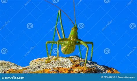 Predatory Bush Cricket Or The Spiked Magician Saga Pedo Orthoptera