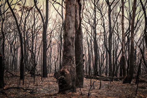 Le Foto Dei Grandi Incendi In Australia Il Post