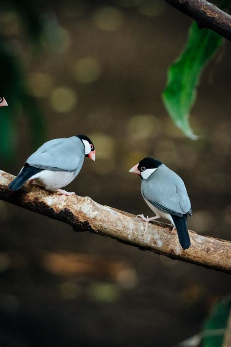 Java Sparrows Katie Gillespie Flickr