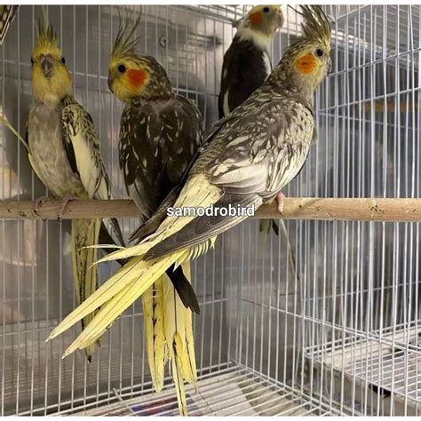 Jual Burung Parkit Australia Atau Falk Warna Cerah Shopee Indonesia