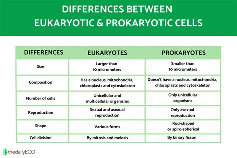 Differences Between Eukaryotic And Prokaryotic Cells Venn Di