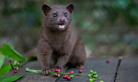 Kopi Luwak Sejarah Proses Cita Rasa Dan Kehalalannya Bitka