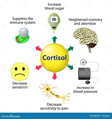 Cortisol Functions Stock Photo Image 66091054