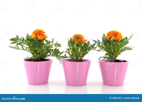 Orange Marigolds stock image. Image of french, spring - 9406193