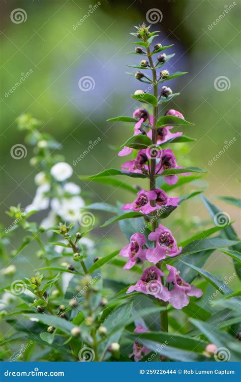 Summer Snapdragon Angelonia Angustifolia Pink Flowers Stock Photo