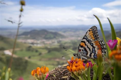 Mariposa Descansando Sobre Una Flor Con Vista A Las Colinas Creadas Con