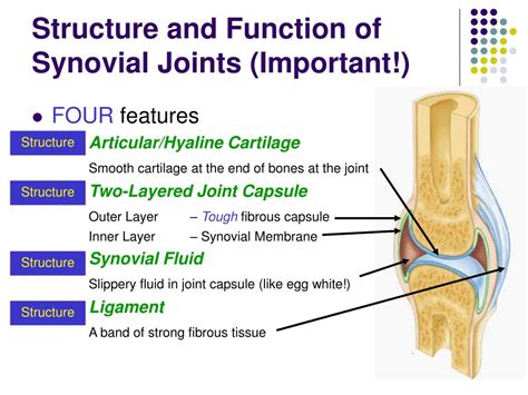 Ppt Joints Powerpoint Presentation Free Download Id529693