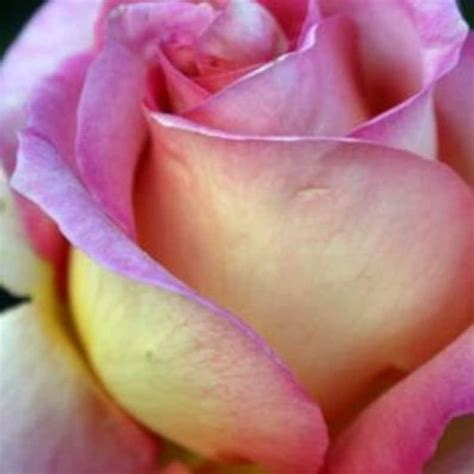 Elle Hybrid Tea Rose Seeds Beautiful Blooms For Your Garden