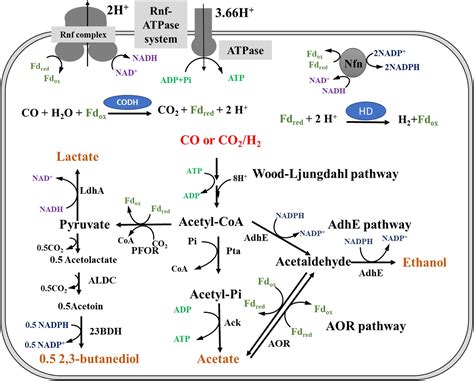 Frontiers Energy Conservation And Carbon Flux Distribution During