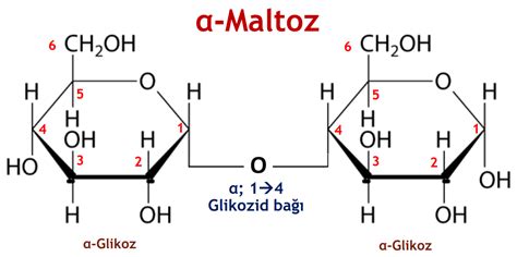 Karbonhidrat Nedir Glikoz Gibi Ekerler Canl Lar In Neden Nemlidir