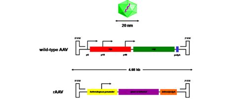 Genomic Organization Of Wild Type Aav And Raav Vectors The Wild Type