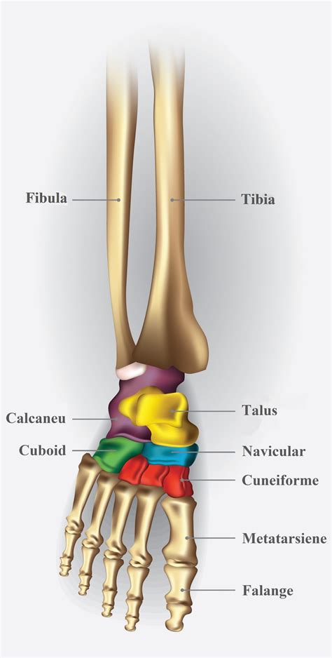 Anatomia Piciorului Clinica Picioarelor