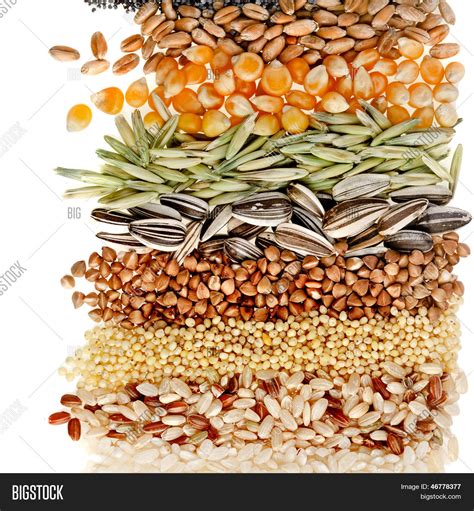 Cereal Grains Seeds Image And Photo Free Trial Bigstock