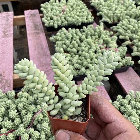 Packs Burro S Tail Sedum Morganianum Donkey S Tail Rooted In Inch