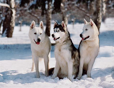 breed profile siberian husky
