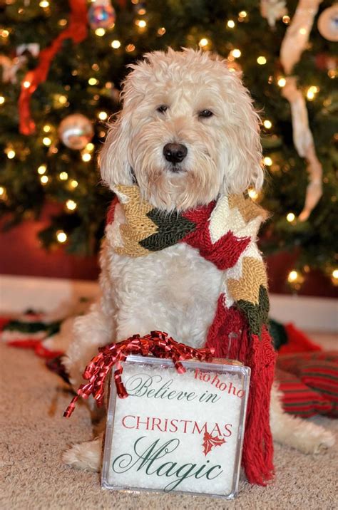 Two Of My Favorite Thingsgoldendoodle And Christmas Dog Christmas