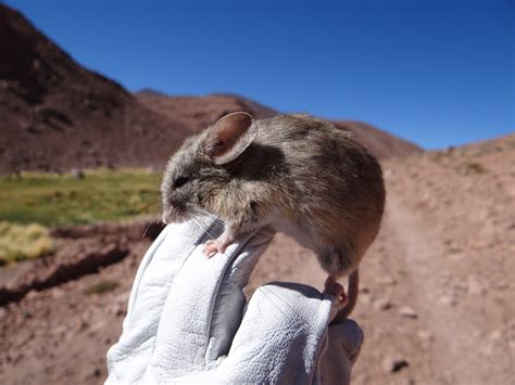 Tough Tiny Mice Found Living on Frozen Volcano, Stunning Scientists