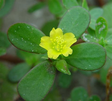 Portulaca Oleracea - Only Foods