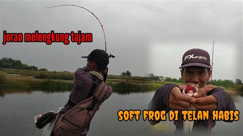 Casting Gabus Soft Frog Di Telan Habis Youtube