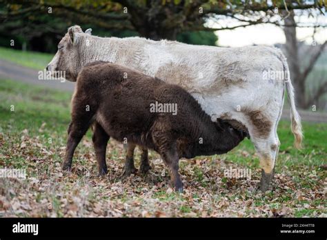 Sustainable Livestock Farming In Australia Regenerative Practices For