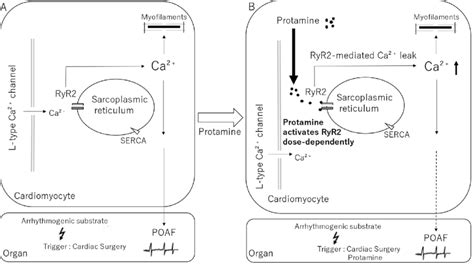 A hypothetical model illustrating the Ca 2+ signaling pathways ...