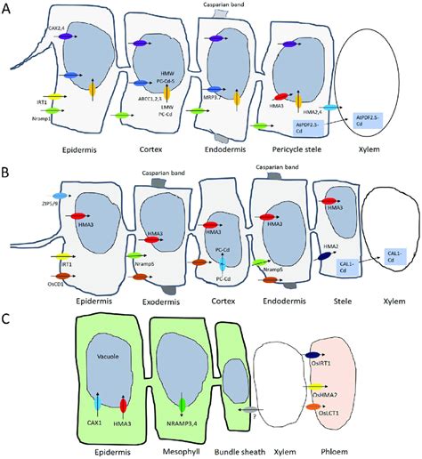 Schematic Of Cd Uptake Translocation And Distribution Molecular Model