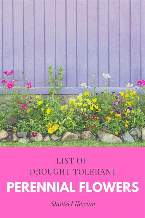 List of Drought Tolerant Perennial Flowers To Plant Drought Tolerant ...