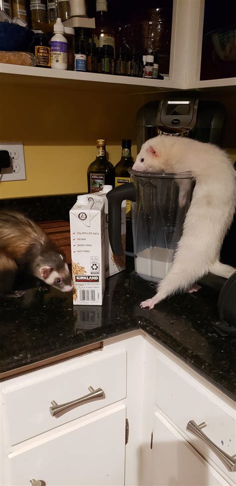 guide to ferret weak step by step 8