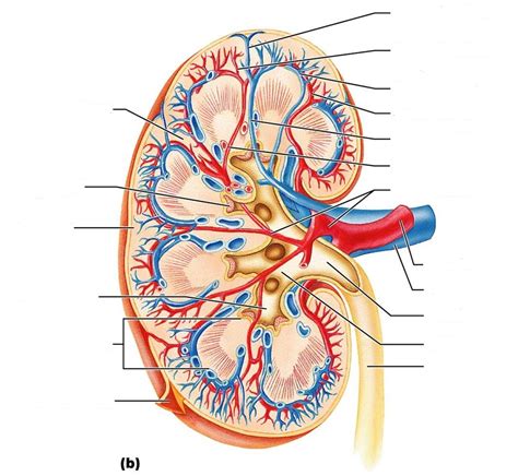 Diagram Of Kidney With Labelling