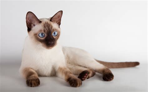 Download wallpapers Thai cat, light brown cat, 4k, pets, Siamese cats ...