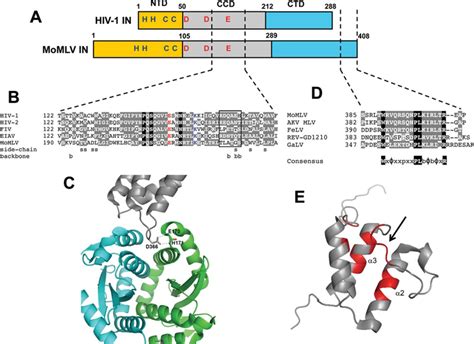 Hiv 1 And Momlv In Similarities And Differences A Features And