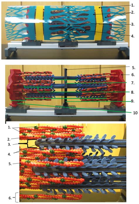 Lab Practical 4 Sarcomere Model Diagram Quizlet